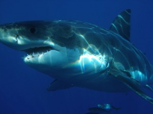 Shark Picture