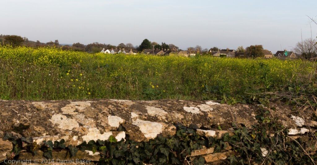 A field full of yellow flowers
