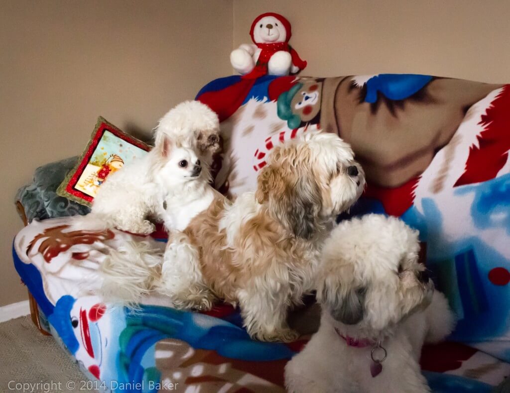 Four dogs sitting on a Christmas blanket