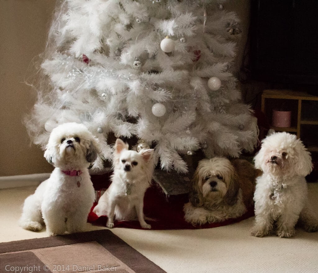 Four dogs sitting in front of a white Christmas tree