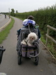 Dexter getting a lift on the back of my wheelchair