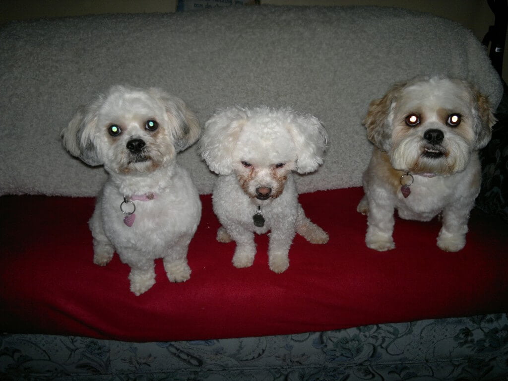 A posing trio