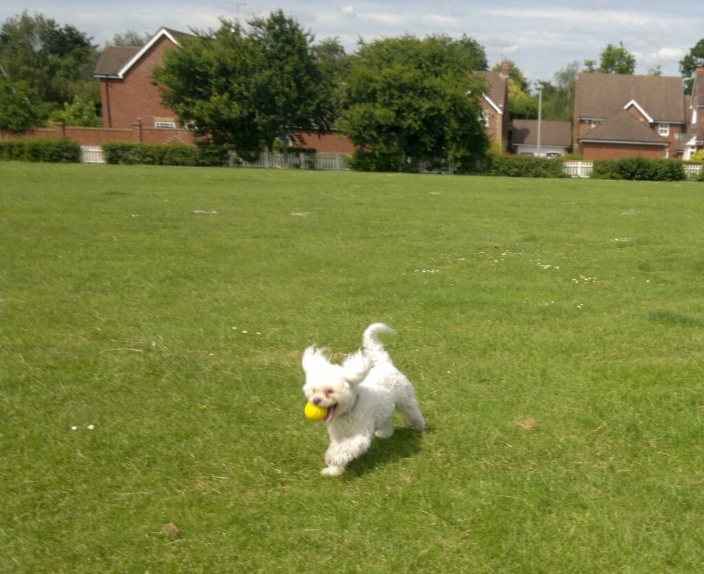 Dexter for one of the only times actually fetching