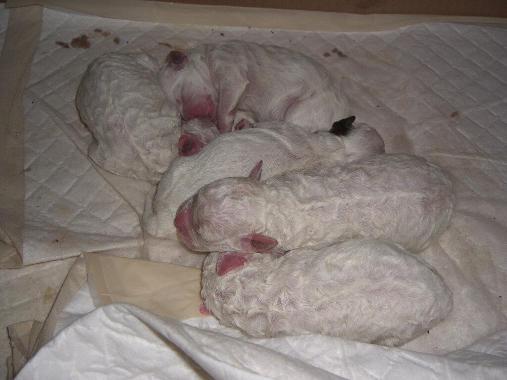 Dexter just born with his siblings