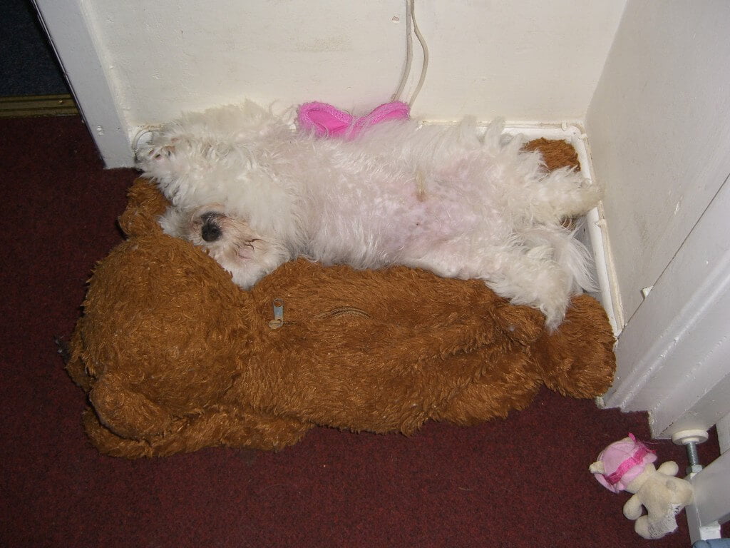 Another favourite place, on top of a pile of toys