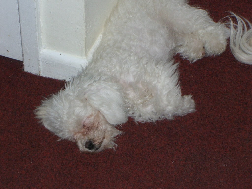 One of Dexter's favourite places to sleep, outside the bathroom door