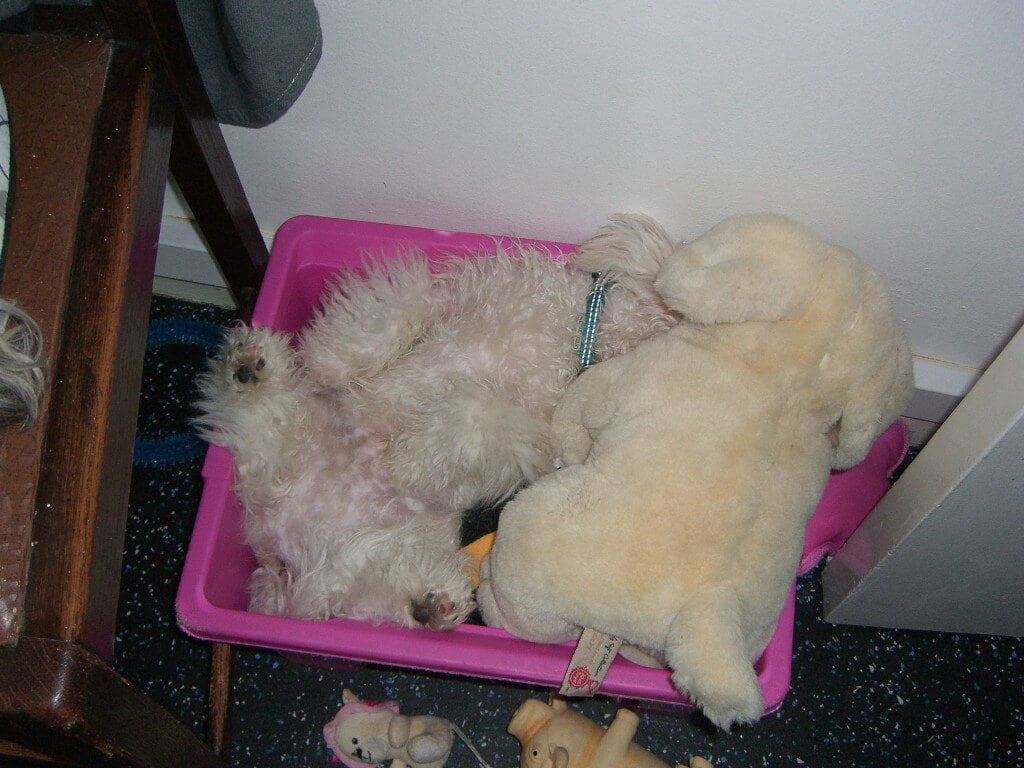 One of Dexter's strange sleeping positions