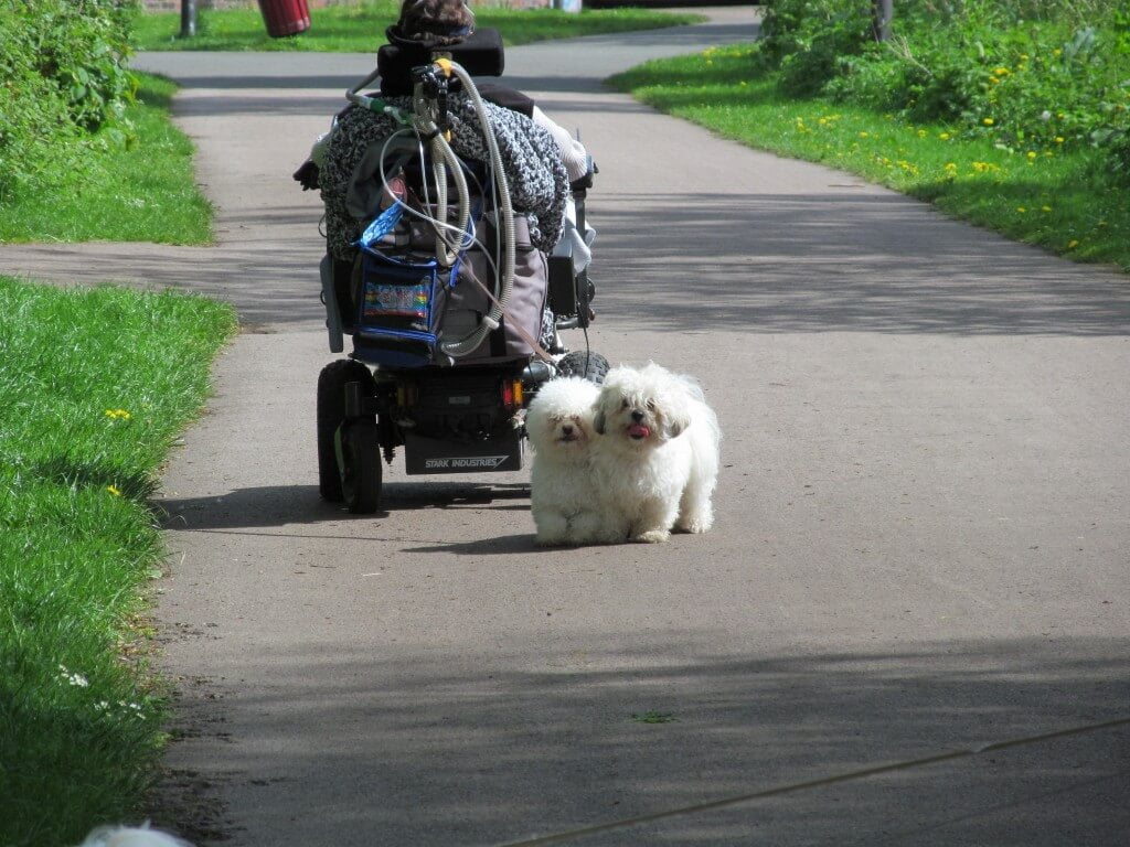 A walk with Dexter and Kara