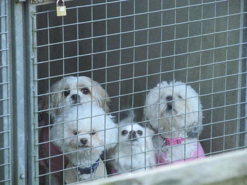 Dexter at Longleat with Mya, Peppa and Kara