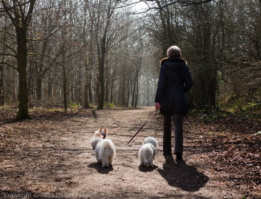 Dexter walking with my Aunt up Crickley hill