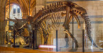 Triceratops Royal Brompton - Day 6