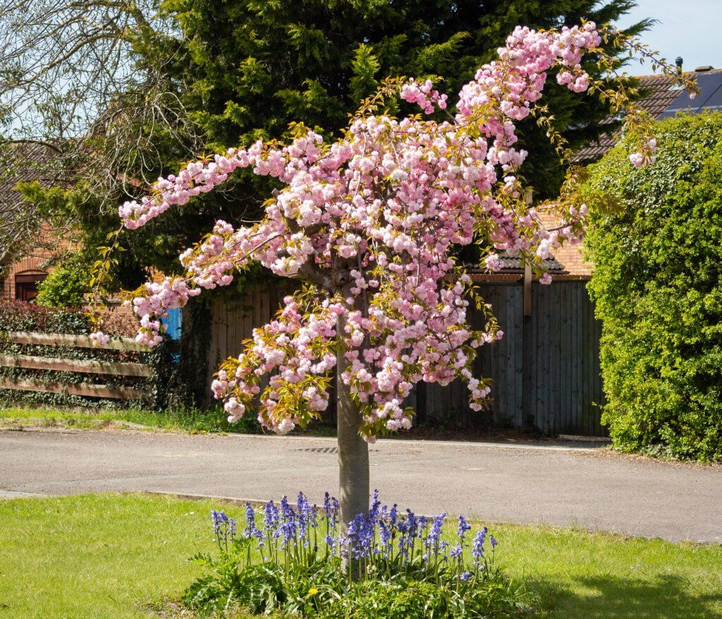 A short tree with pink blossom