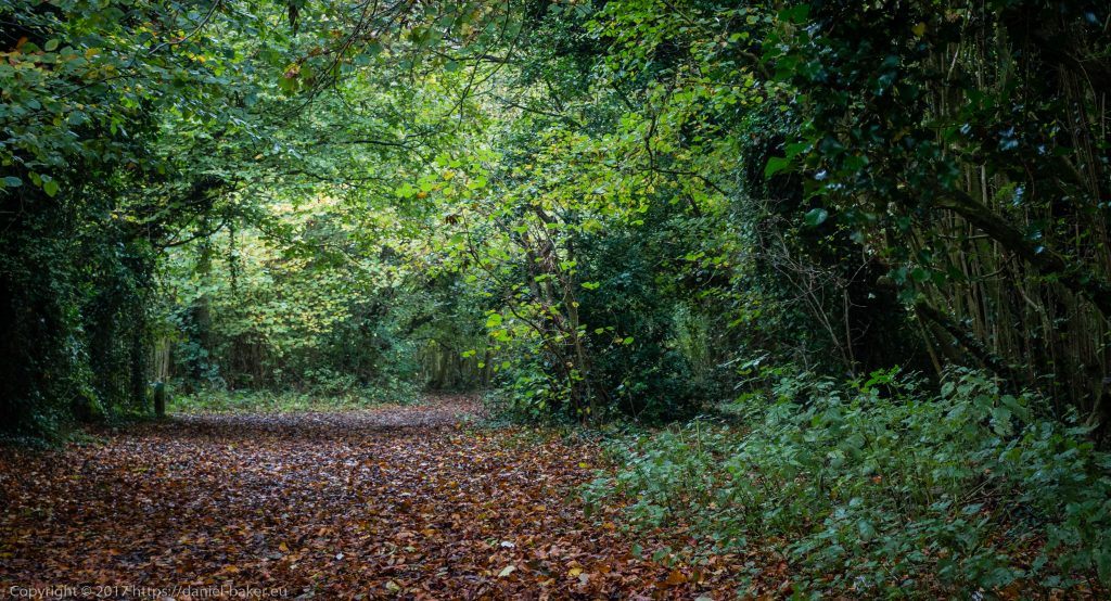 A photograph taken at Crickley hill on Daniel Baker's Birthday green trees in a wood arching over a trail covered in orange Autumn leaves