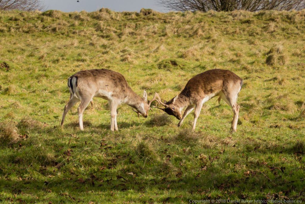 Two deer at Dyrham park rutting 