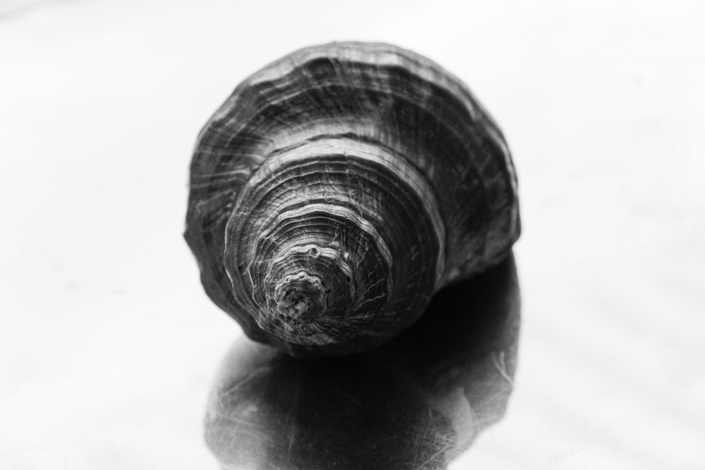 Black and White photo of a shell