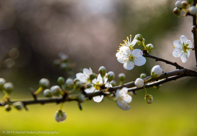 White blossom on a branch with boken background 