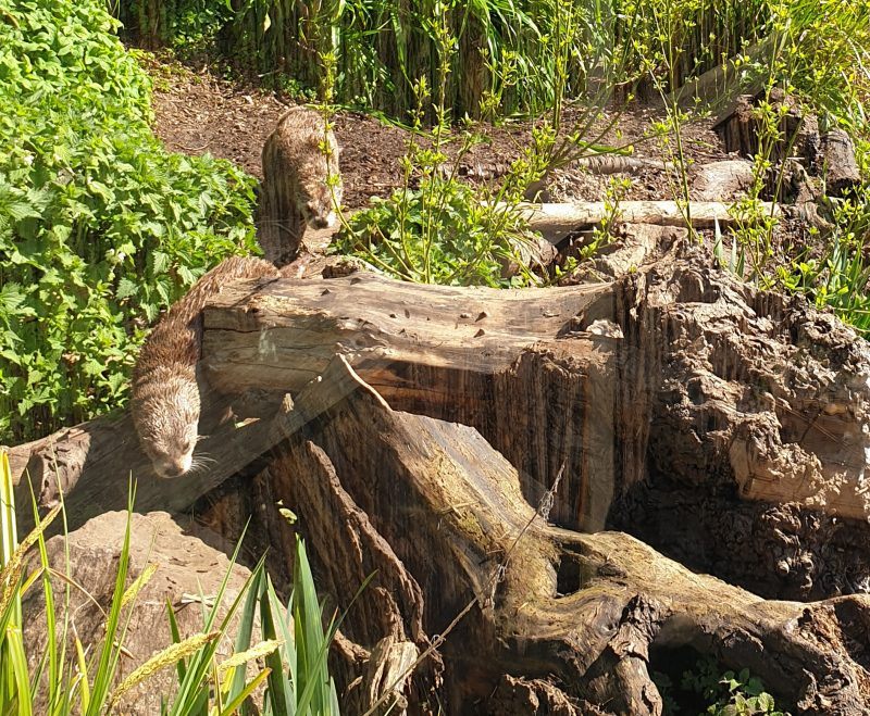 Two otters scrambling over a log
