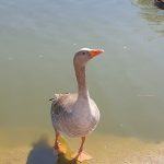 A goose