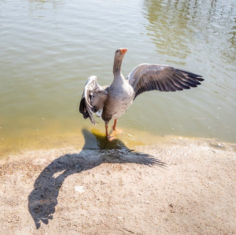 A goose flapping it's wings