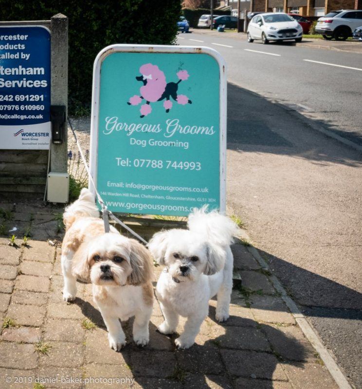 Easter Weekend - Mya and Kara, two freshly groomed small dogs in front of a dog groomer sign