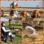 collage with 3 photos on a tartan background, goats, Daniel Baker with a sheep and a lamb in a pen at Cotswold Farm Park