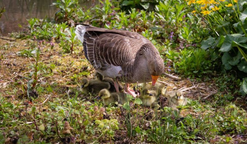 A mother goose sitting over her goslings
