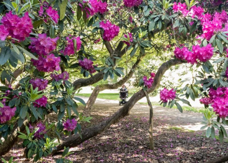 Daniel Baker in his wheelchair seen through the branches of a flowering tree with pink flowers