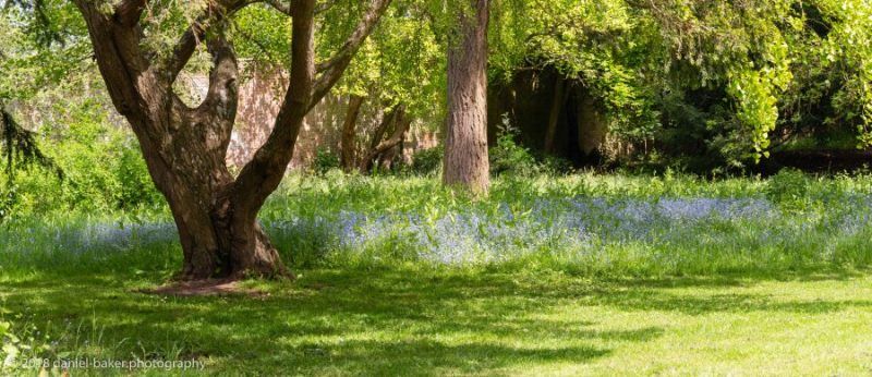 Forget me nots at Croome