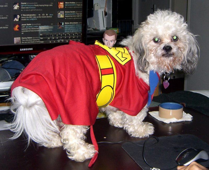 Zuchon dog named Kara wearing a Supergirl costume