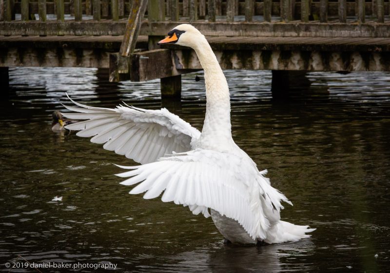 link to photo galleries are back Swan flapping