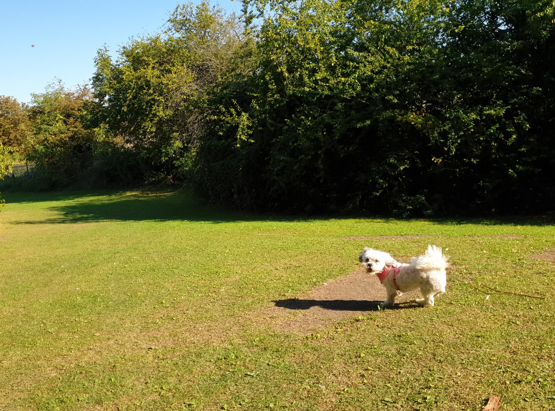Kara playing at Benhall park