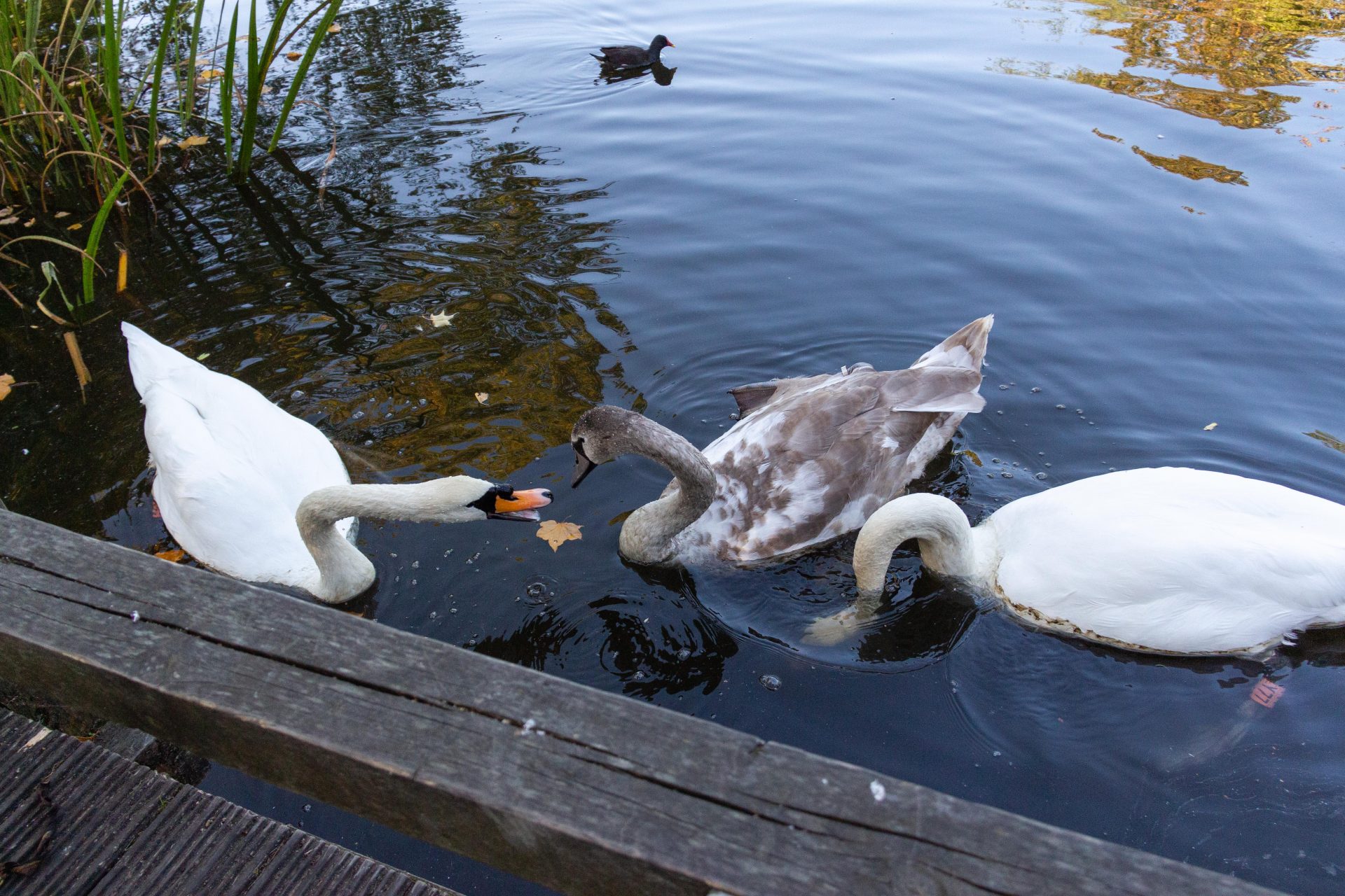 a cygnet in pittville park