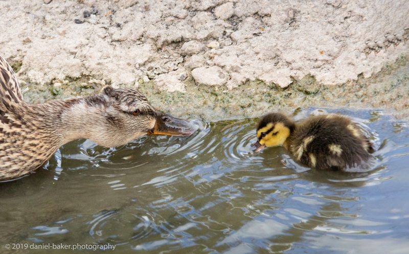 Ducklings at WWT Slimbridge