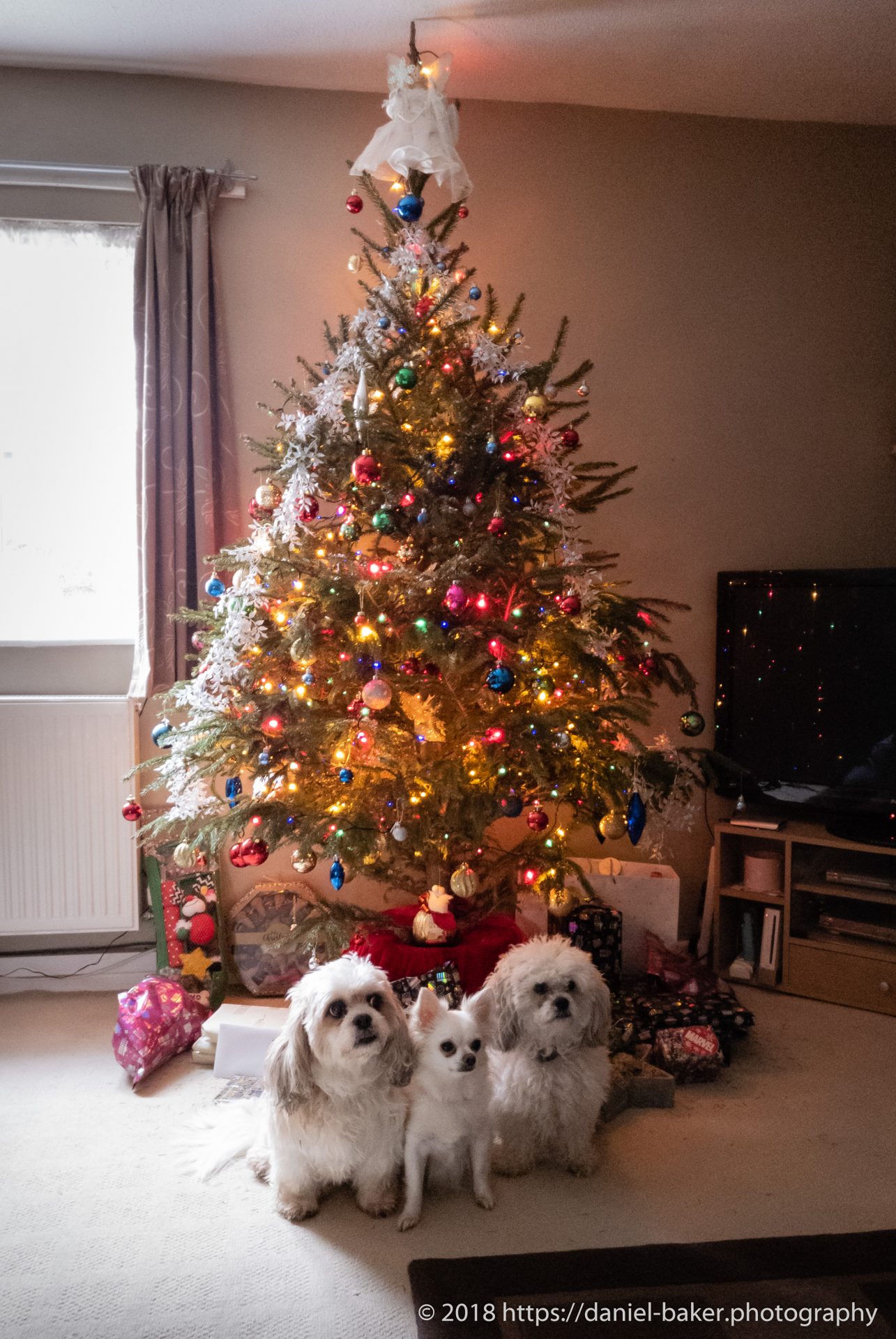 Three white dogs sitting under a Christmas tree - festive photos