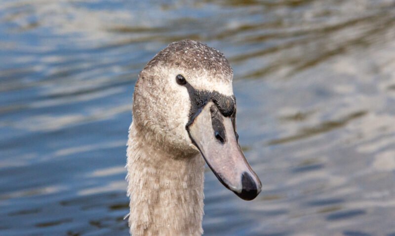 A close up of a cygnet