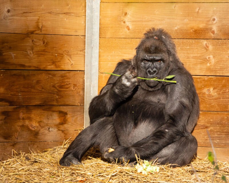 Gorillas at Bristol Zoo
