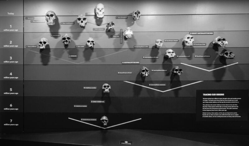 Skulls at the Natural History Museum London