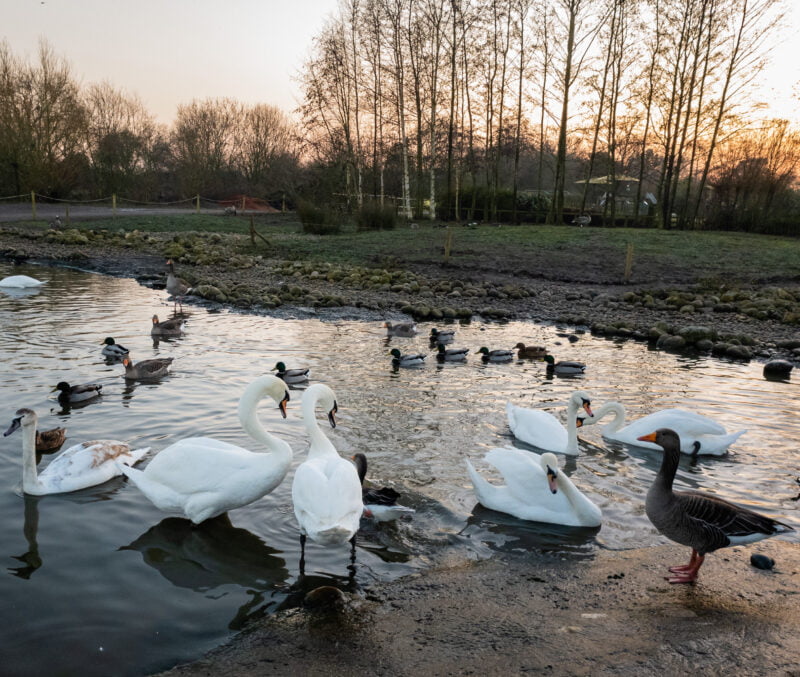 Swans on the lake at WWT Slimbridge