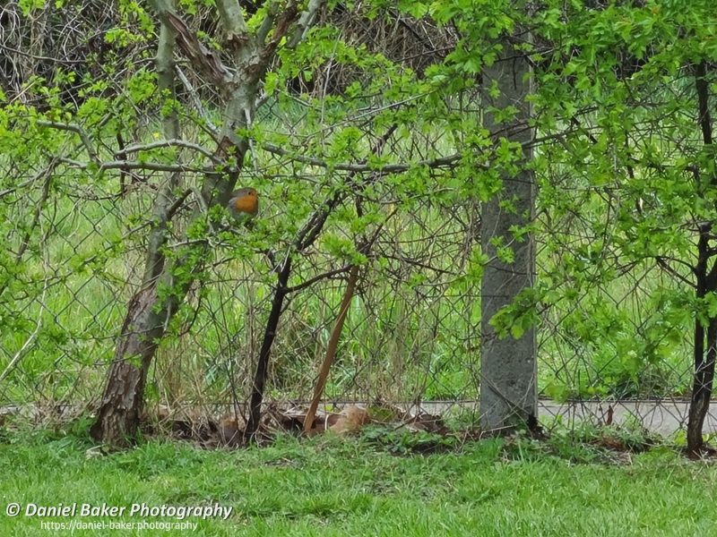 A Robin in a hedge Samsung Galaxy S20+ first impressions