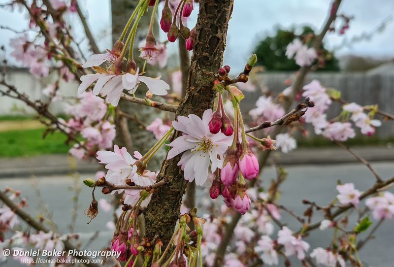 A tree with pink blossom Samsung Galaxy S20+ first impressions