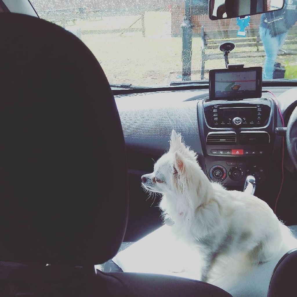 Peppa the chihuahua sitting on the front seat of the van