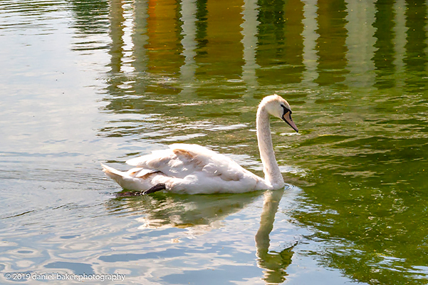 A swan with it's image reflected in the water