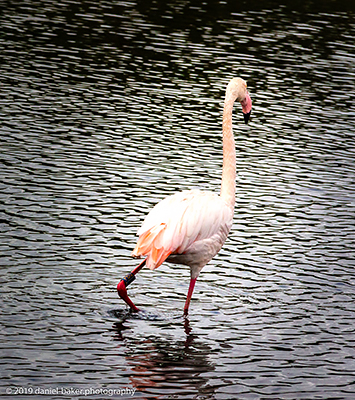A flamingo