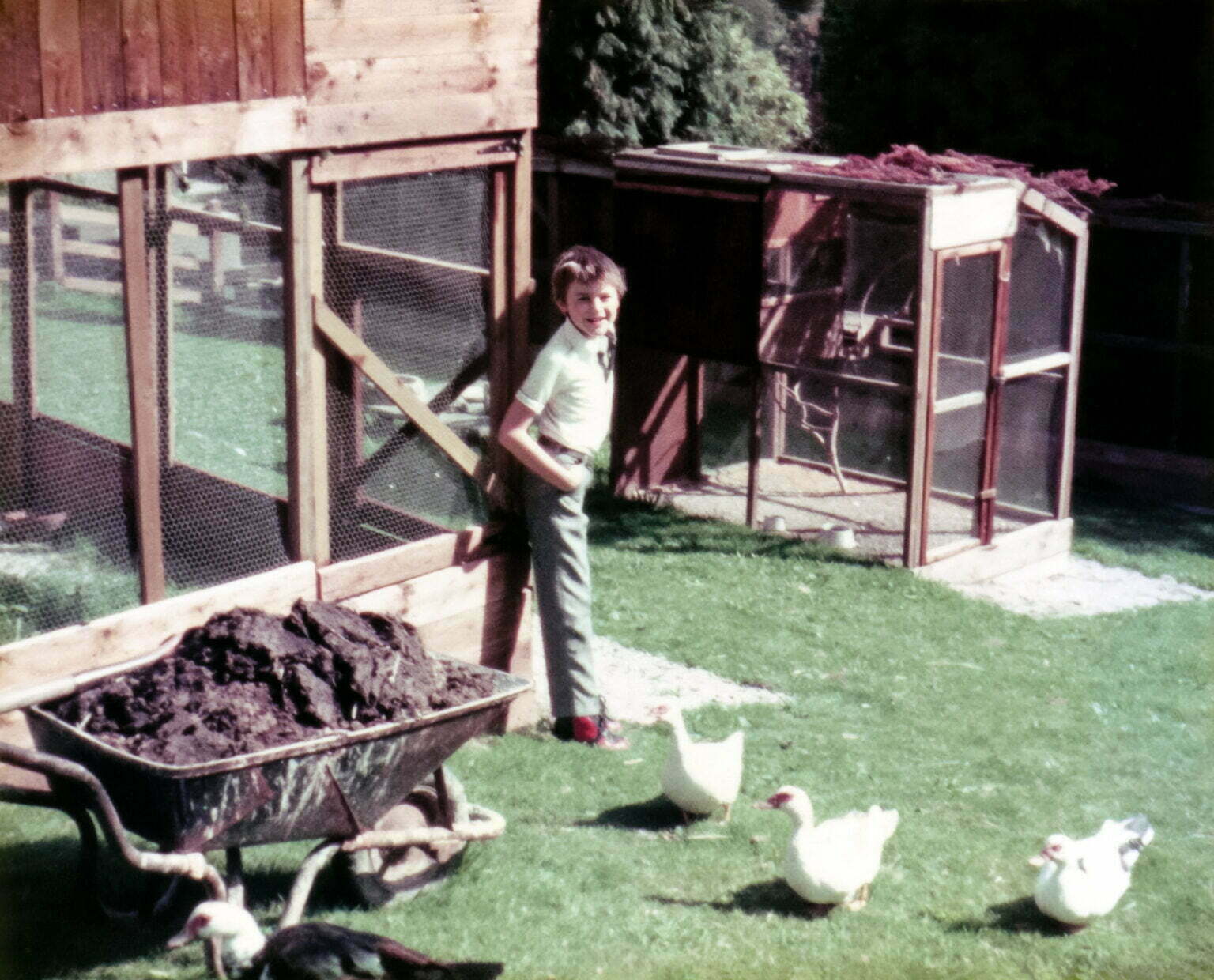 A young Daniel Baker leaning against a cage with chickens running round his feet