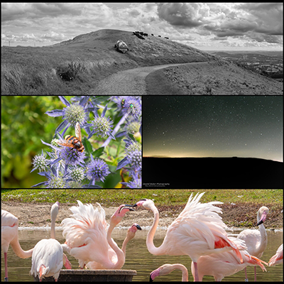 A collage of photos by Daniel Baker