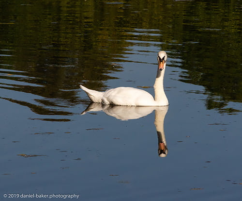 A swan with a perfect reflection