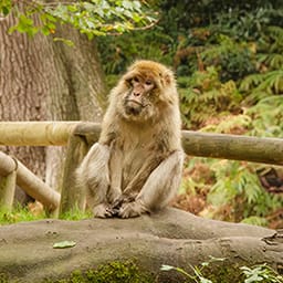 Visiting Trentham Monkey Forest